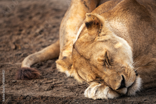 Fotografia Wild majestic lioness sleeps, simba, in the savannah in the Serengeti National P