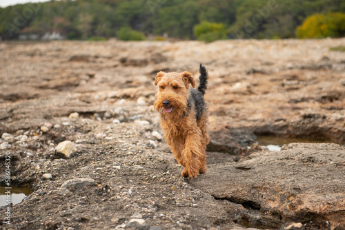 Portrait of welsh terrier dog jumping by stones during the walk at seacoast photo