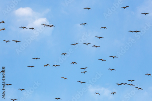 Bubulcus ibis. Flock of cattle egrets in flight. Province of Leon, Spain.