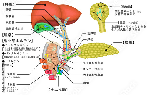 胆道　胆管　胆嚢　イラスト photo