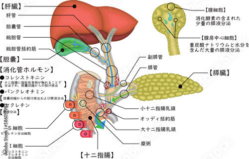 胆道　胆管　胆嚢　イラスト
