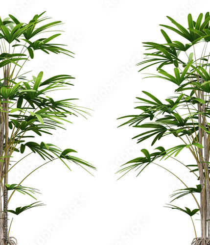 Green leaf of palm tree on transparent background  3d render illustration.