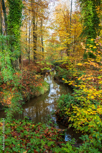 Fototapeta Naklejka Na Ścianę i Meble -  Vertical shot of a crooked stream in the forest in autumn
