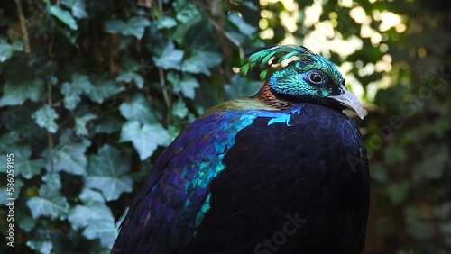 Wild life bird. Himalayan monal (Lophophorus impejanus), also known as the Impeyan monal. photo