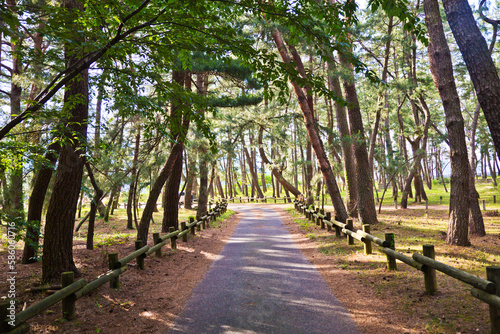 Fototapeta Naklejka Na Ścianę i Meble -  The Pine forest at Kehi no Matsubara beach in Tsuruga city, Fukui, Japan.