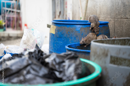 Fototapeta Naklejka Na Ścianę i Meble -  Rats are in the trash to eat. Stinky and damp. Selective focus