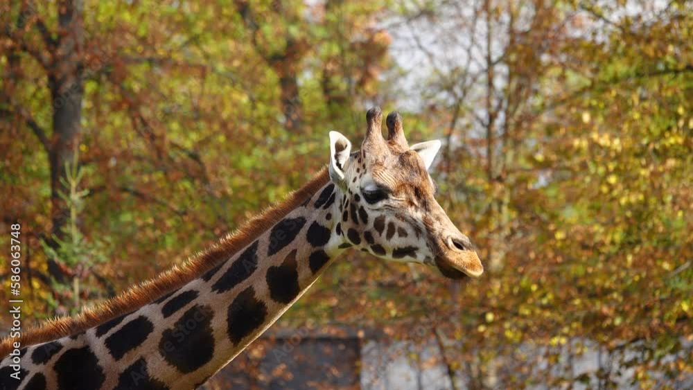 giraffe close up or portrait in zoo giraffe close up or portrait in zoo