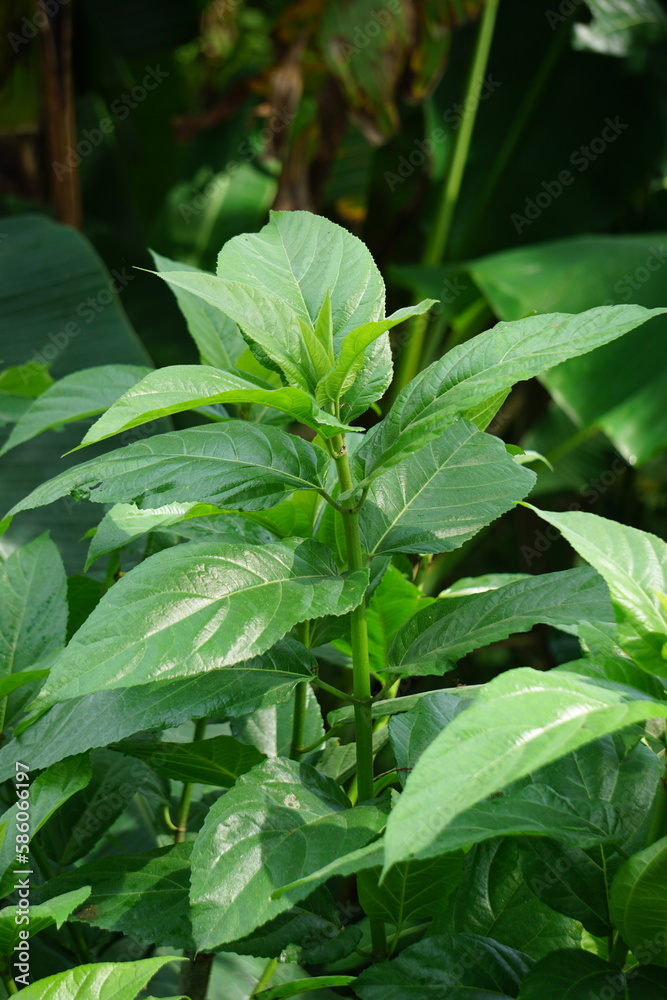 Ficus hispida (Hairy Fig, Buah luwingan, Covellia hispida, Ficus compressa, devil fig) fruit