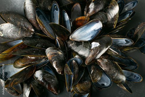Empty Mussels Shell Texture Background, Black Clams Shells Pattern, Eaten Mollusc, Empty Shellfishes