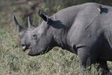 Black Rhino in the wild 
