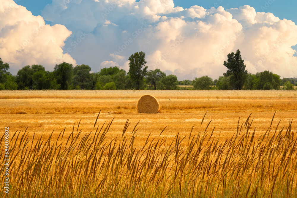 Fototapeta premium Haystack in wheat scenic field, grain harvest season.