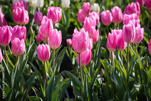 春の柔らかな日差しを浴びて、美しく輝くチューリップの咲き誇る風景