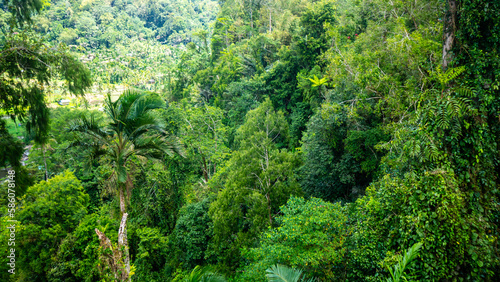 beautiful and amazing green trees