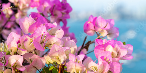 Flowers background. Beautiful nature scene with blooming flowers in sun flare. Blooming flowers festive background. pink flowers on blue sea background © Celt Studio