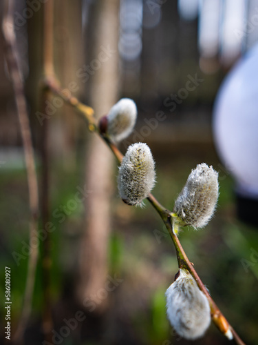 Wiosenne bazie  photo