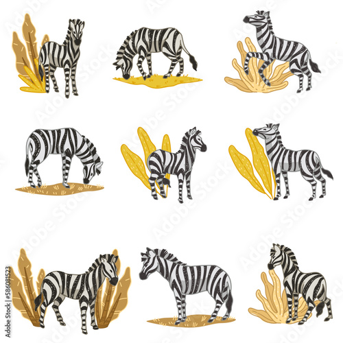 Zebras eating plants, wildlife in savannah vector