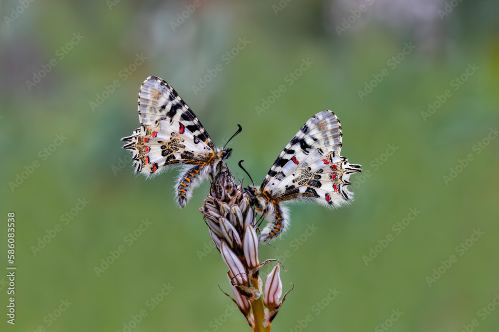 Forest Scalloped butterfly (Zerynthia cerisyi) on a plant Forest Scalloped butterfly (Zerynthia cerisyi) on a plant