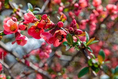 Honey bee collecting pollen from red quince flower