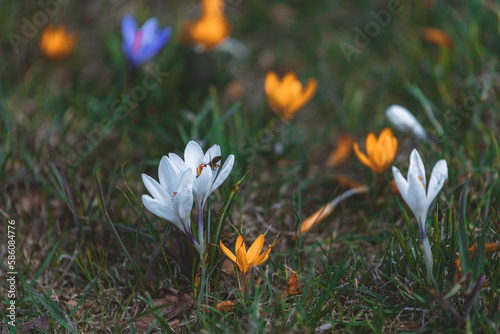 Spring background with blooming flowers. A field of flowering crocus plants, a group of bright colorful flowers. Crocus flower on a sunny spring day. Macro. Wallpaper.