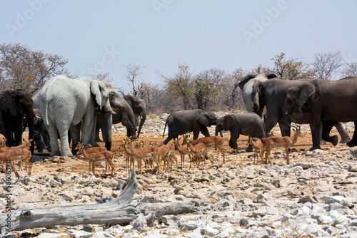 Photography Etosha, Namibia, September 19, 2022: A herd of elephants with baby elephants come to a watering hole in the desert