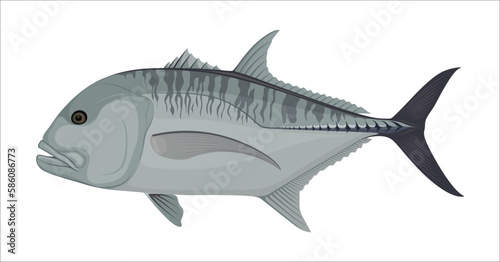 Giant Trevally Fish Sea Food Animal Vector Illustration © Rupa Rasa