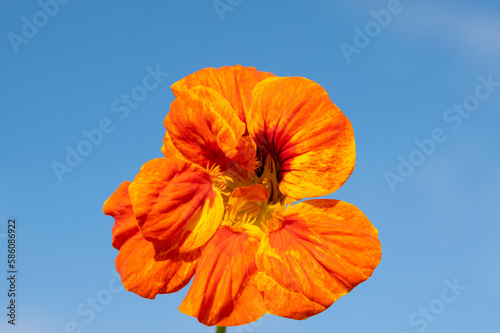 Orange nasturtium flower on a blue sky background