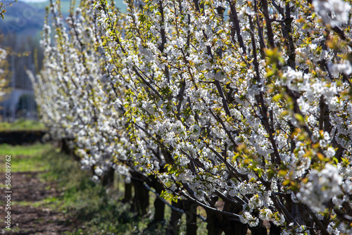 blossoming in the valley of the cherry trees spring low areas of vignola