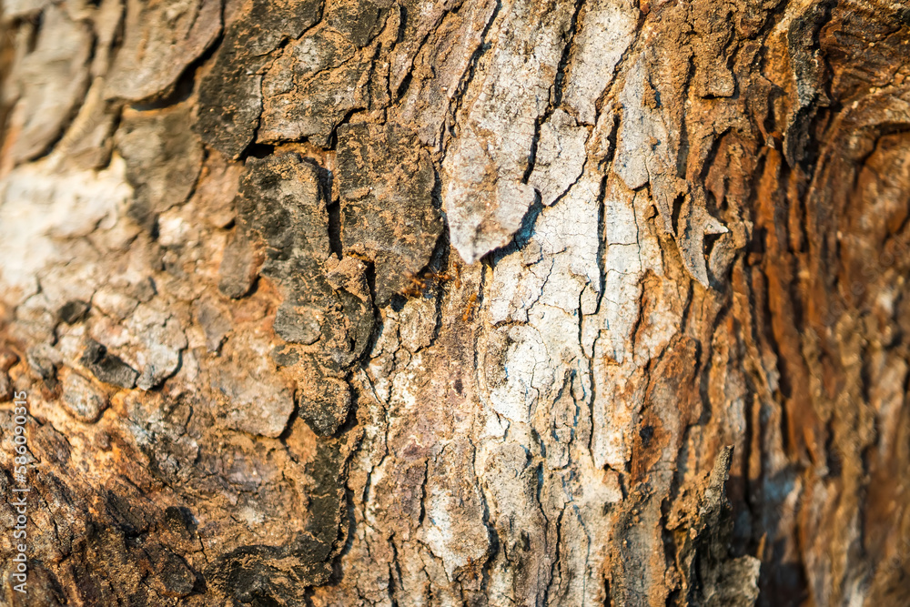 hardwood tree with textured bark and knots. background, nature. hardwood tree with textured bark and knots. background, nature.