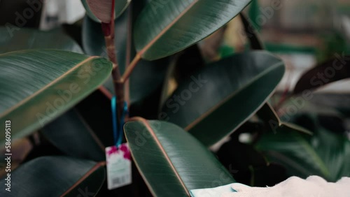 Unrecognizable gardener wipes lush green leaf of huge plant in hothouse photo