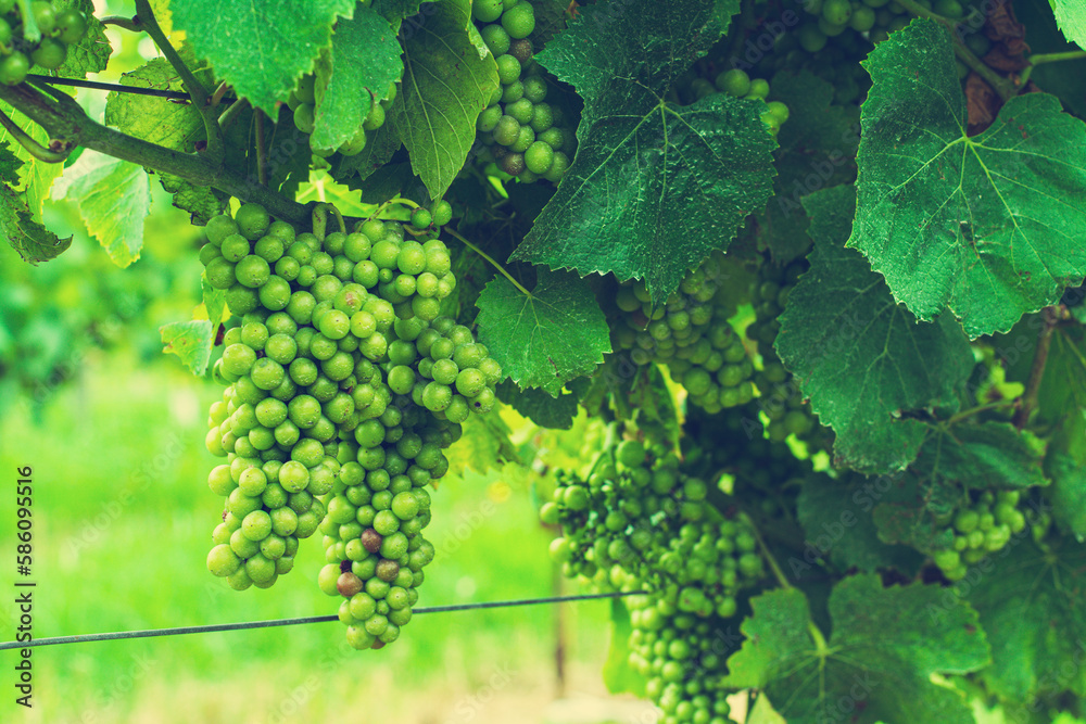 Retro style photo of green grapes hanging on a grapevine. White grapes ripeing in a vineyard. Close up. Selective Focus. Toned image Retro style photo of green grapes hanging on a grapevine. White grapes ripeing in a vineyard. Close up. Selective Focus. Toned image