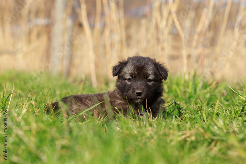 Puppy breed Alabai