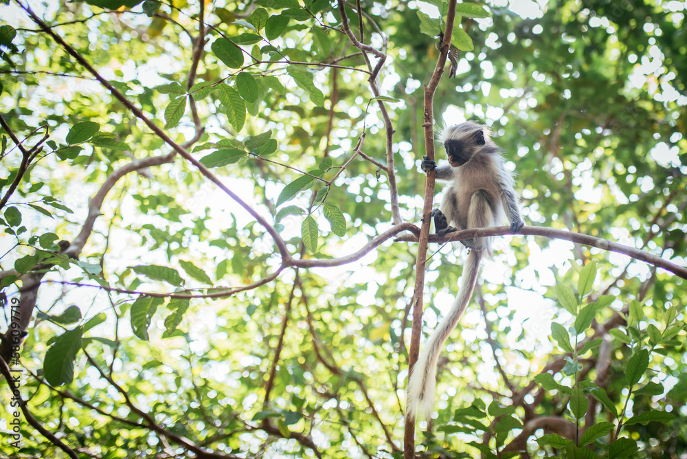 Obraz premium Zanzibar red colobus monkey
