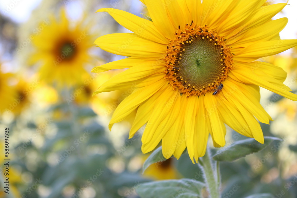 Fototapeta premium sunflower in the garden