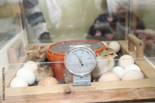 Küken im Brutkasten