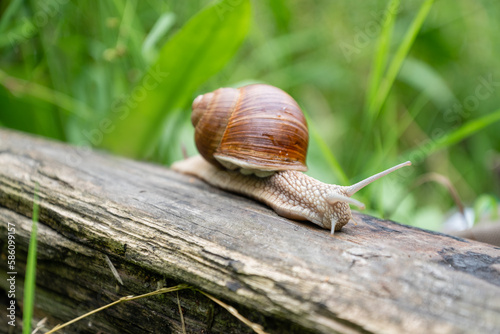 Common snail with antennae crawling on wooden log among green grass
