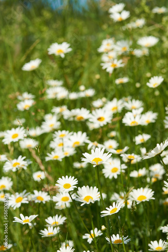 Blumenwiese mit Margeritten im Sommer