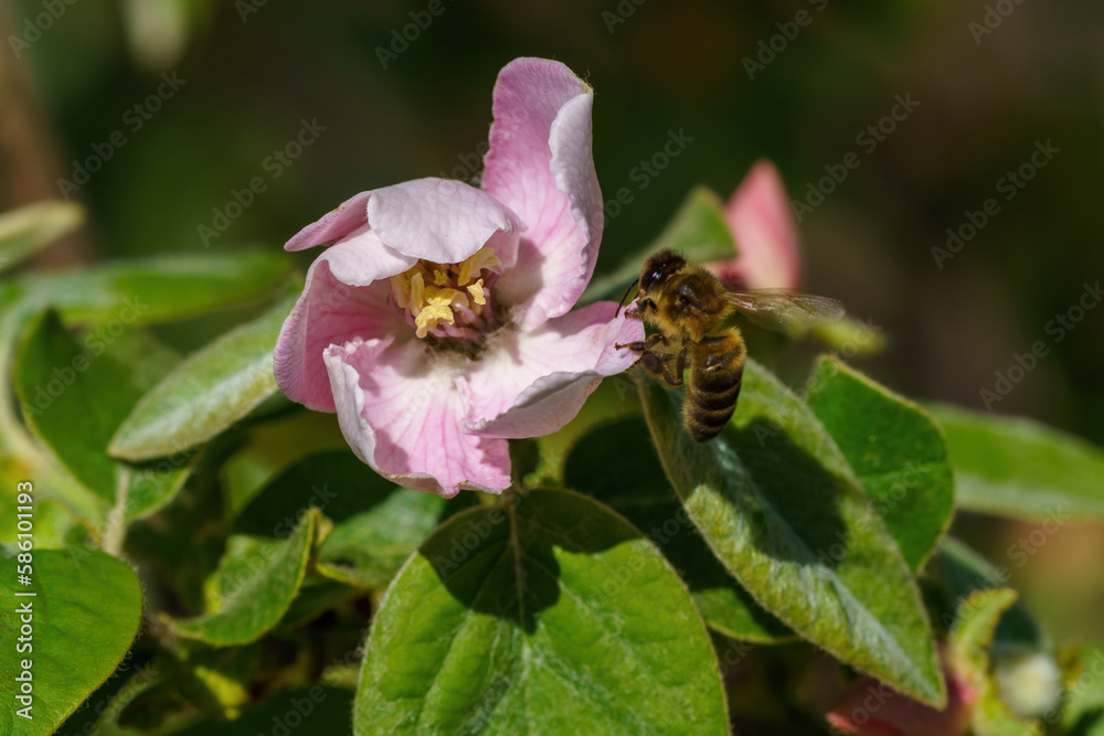 Wasp eating nectar of white flowers with pistils and green leaves on a background of green leaves Wasp eating nectar of white flowers with pistils and green leaves on a background of green leaves