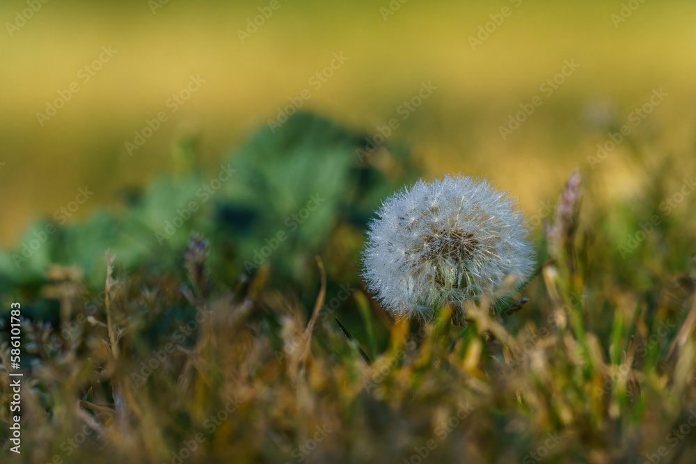 White dandelion with dewdrops on green grass out of focus