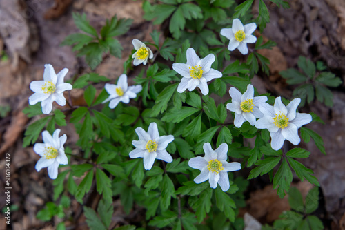 flowering anemone maquis plant sasso di san andrea photo