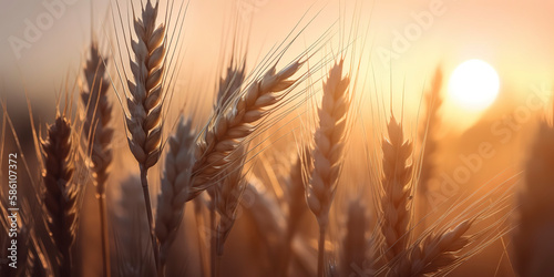 Golden wheat field basking in the warm glow of a dramatic sunset. Generative AI photo