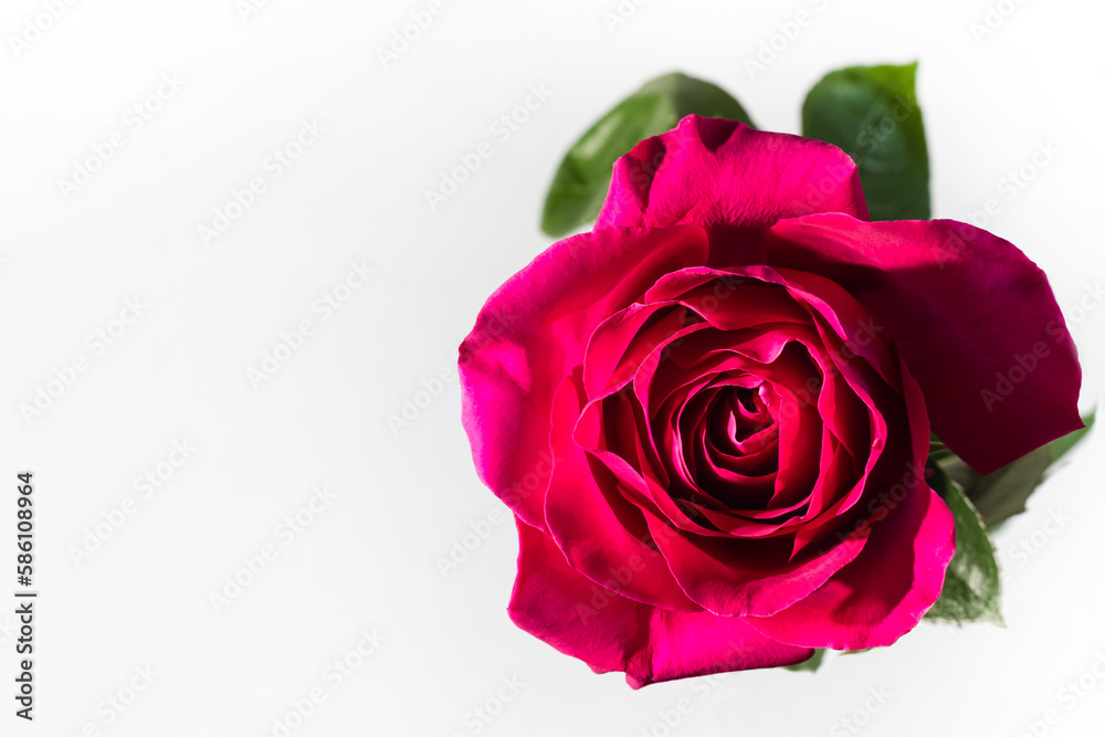 Close -up flower of red rose on a white background