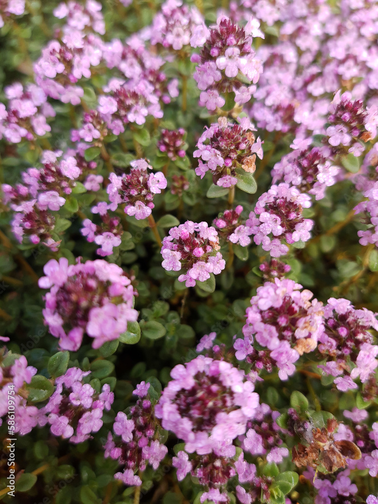 Thyme flowers in the morning after a summer rain