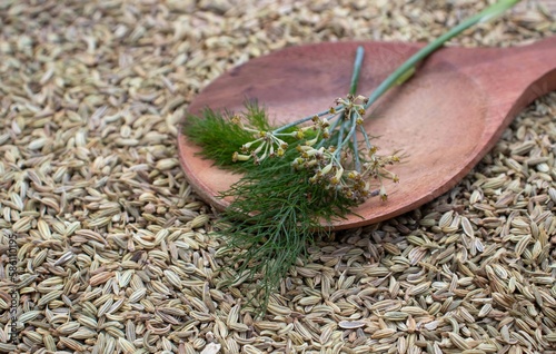 Closeup of Fennel Flowers and Leaves in a Wooden Ladle Isolate on Fennel Seed Heap