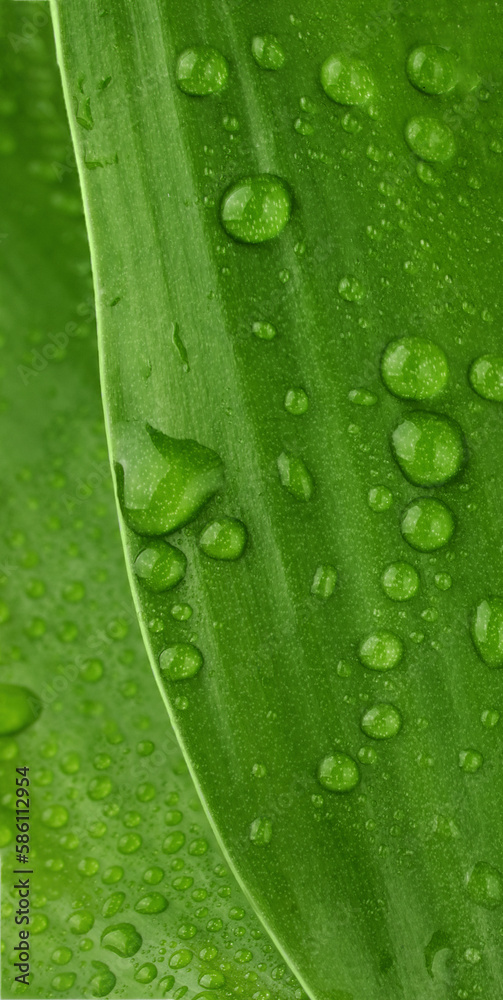 Beautiful green leaf with water drops closeup. Raindrops on green leaf macro. Drops of dew, natural background. Beautiful green leaf with water drops closeup. Raindrops on green leaf macro. Drops of dew, natural background.