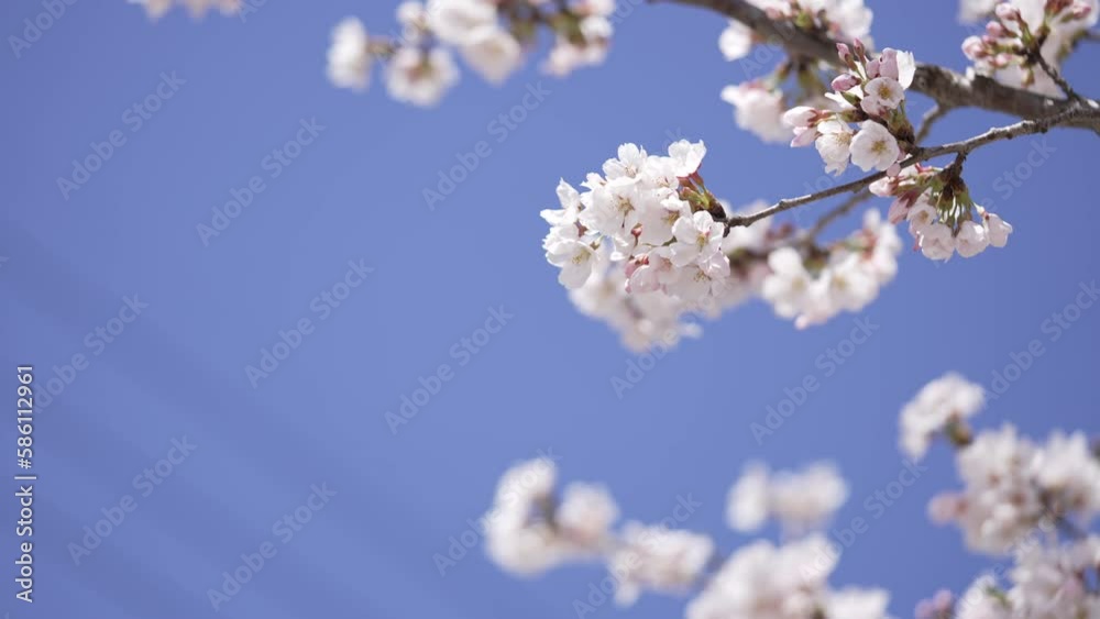 4k video cherry blossom slow 벚꽃 나무 슬로우 4k video cherry blossom slow 벚꽃 나무 슬로우
