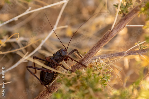 Close-up of an african armoured ground cricket sitting on a tree branch in the Spitzkoppe area in Namibia.