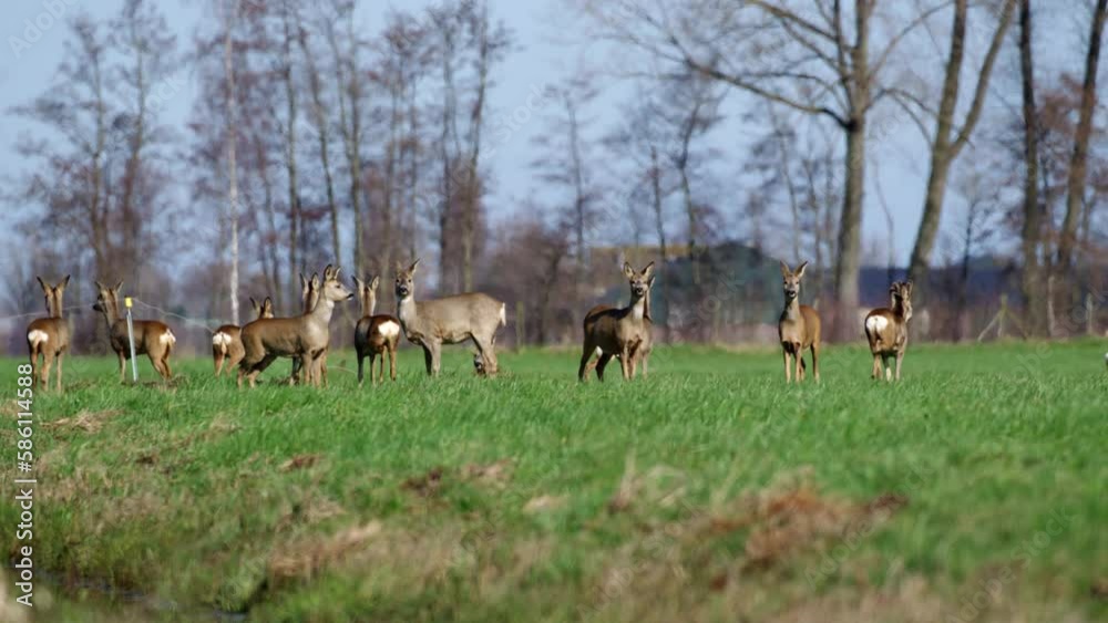 A stationary shot of a pack of wild Roe deers at the Dutch fields. Roe are normally seen in loose family groups or as single animals. They are solitary, but may form small groups in winter. A stationary shot of a pack of wild Roe deers at the Dutch fields. Roe are normally seen in loose family groups or as single animals. They are solitary, but may form small groups in winter.