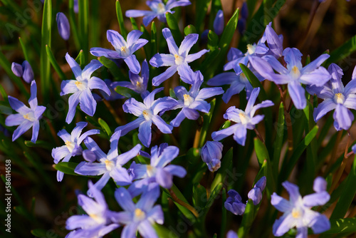 Gewöhnliche Sternhyazinthe (Chionodoxa luciliae)	 photo