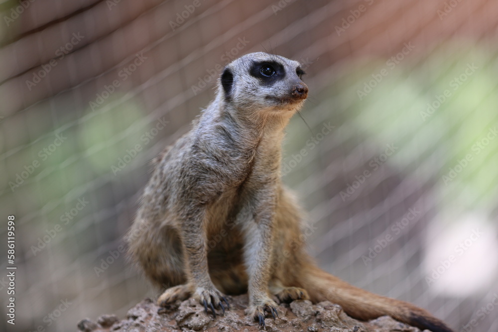 Fototapeta premium Lemur at Safari Ramat Gan, Israel