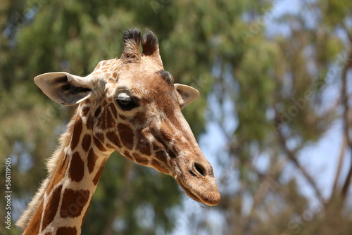 Giraffe at Safari Ramat Gan  Israel